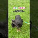 #チワワ #犬  #ペット #いぬのいる生活  #愛犬  # #おすすめ #chihuahua  #dog #dogshorts