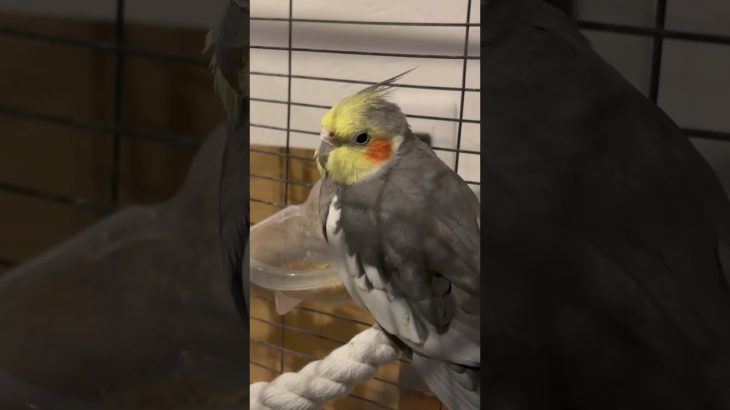 むにゃむにゃしてる　かわいい#鳥 #ペット #鳥好きさんと繋がりたい #鳥好き #鳥のいる暮らし #インコ #オカメインコ #cockatiel #bird #birdslover