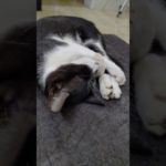 cute cat #pet #pet lover #youtube  #worldcat #suscribe # catlover #cat #kitten