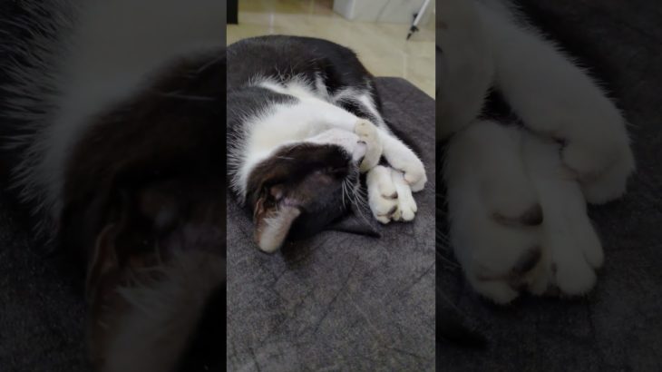 cute cat #pet #pet lover #youtube  #worldcat #suscribe # catlover #cat #kitten