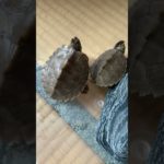 やお、よろずの甲羅干し#いやし #ペット #cute #亀 #甲羅干し#shorts