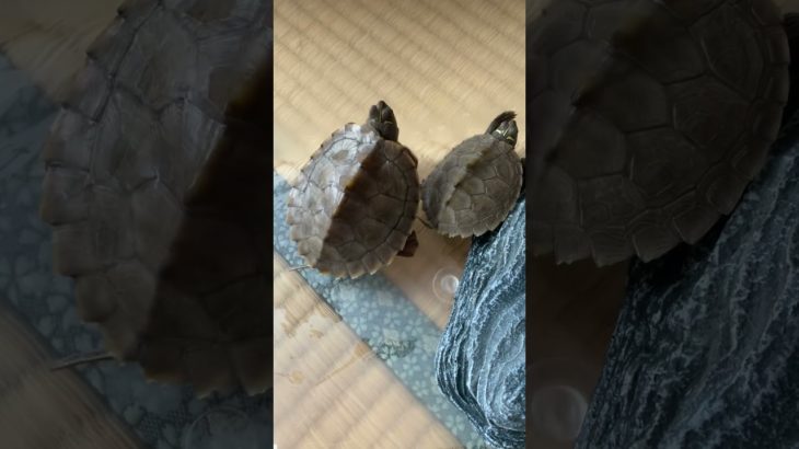 やお、よろずの甲羅干し#いやし #ペット #cute #亀 #甲羅干し#shorts