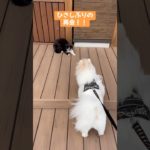 色んな意味での久しぶり！ #dog #pets #ポメラニアン #ペット #可愛い #ねこ