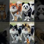 わんちゃん大変身　#犬#わんちゃん#dog#ペット#動物#bgm#ai