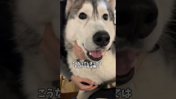 犬が反応する言葉#ハスキン#シベリアンハスキー#ハスキー#大型犬#ペット #dog#husky#shorts