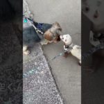 出会い#ferret #shtos #癒し #可愛い #ferret可愛い #music #ペット #ふぇれっと