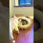 #funnydogs#cute#doglover#doglife#cure#dogshorts#pet#doglife#dogshorts