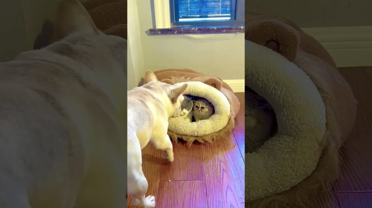 #funnydogs#cute#doglover#doglife#cure#dogshorts#pet#doglife#dogshorts