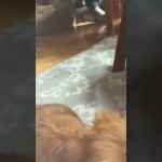 家の犬の特技#ペット#犬#だっくすふんど #fyp#