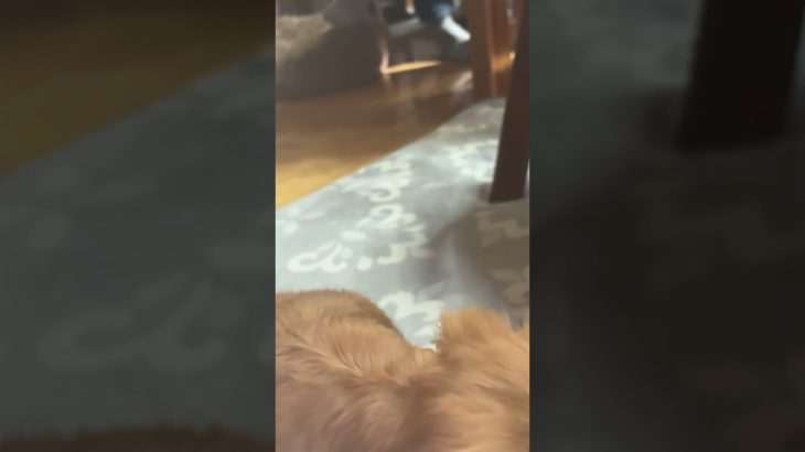 家の犬の特技#ペット#犬#だっくすふんど #fyp#