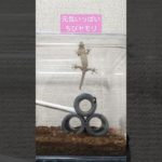 ヤモリ ジャンプ #gecko #爬虫類 #やもり #ニホンヤモリ #ペット