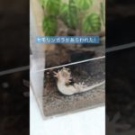 ヤモリ おてて #gecko #爬虫類 #やもり #ニホンヤモリ #ペット