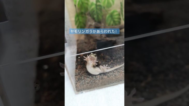 ヤモリ おてて #gecko #爬虫類 #やもり #ニホンヤモリ #ペット