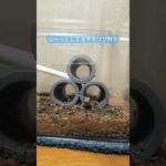 ちびヤモリ 日常 #gecko #爬虫類 #やもり #爬虫類のいる生活 #ペット #ニホンヤモリ