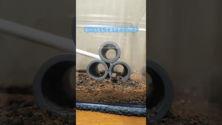 ちびヤモリ 日常 #gecko #爬虫類 #やもり #爬虫類のいる生活 #ペット #ニホンヤモリ