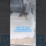 ヤモリキッズ ごはん #やもり #爬虫類 #ニホンヤモリ #ペット #gecko