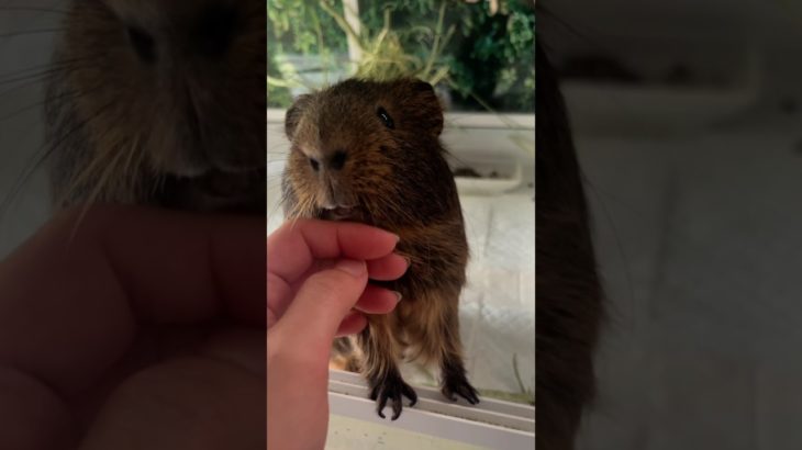 どうしても撫でられたいモルモット🐻　#guineapig #モルモット #ペット #小動物 #癒し #shorts #cuteanimals #cute
