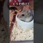 メリーゴーランド ハムスター（ピク）#ハムスター #hamsters #癒し #可愛い #ペット#メリーゴーランド #一人遊び #ジャンガリアンハムスター