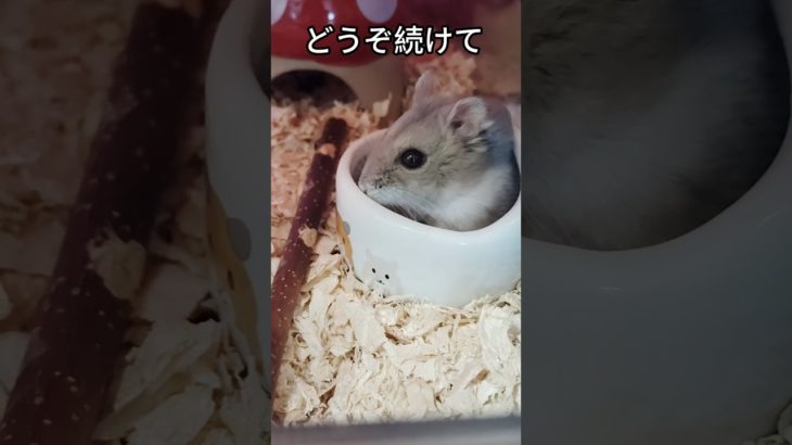 メリーゴーランド ハムスター（ピク）#ハムスター #hamsters #癒し #可愛い #ペット#メリーゴーランド #一人遊び #ジャンガリアンハムスター