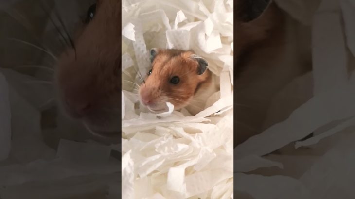 巣からひょっこりハムちゃん #ハムスター #hamsters #ペット #shorts