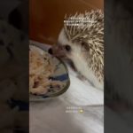 #はりねずみ #癒し #ハリネズミ #hedgehog #cute #ハリネズミ #かわいい #animals #ペット #ご飯 #ささみ