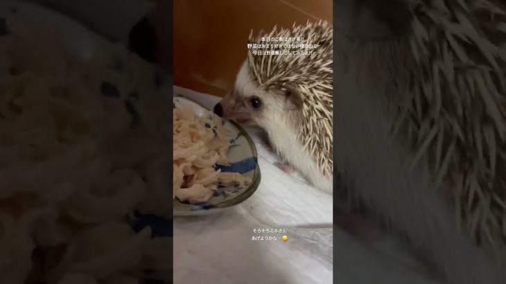 #はりねずみ #癒し #ハリネズミ #hedgehog #cute #ハリネズミ #かわいい #animals #ペット #ご飯 #ささみ