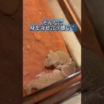 【暗黙】#ヘルメットゲッコー#ヤモリ#爬虫類#ペット#産卵#helmetgecko