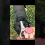 #interesting#cute#pet?#animal?#pet#dog#doglover#funnydogs#dog