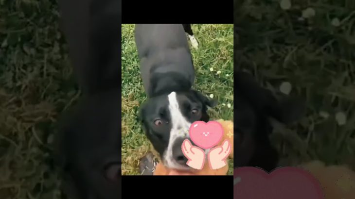 #interesting#cute#pet?#animal?#pet#dog#doglover#funnydogs#dog