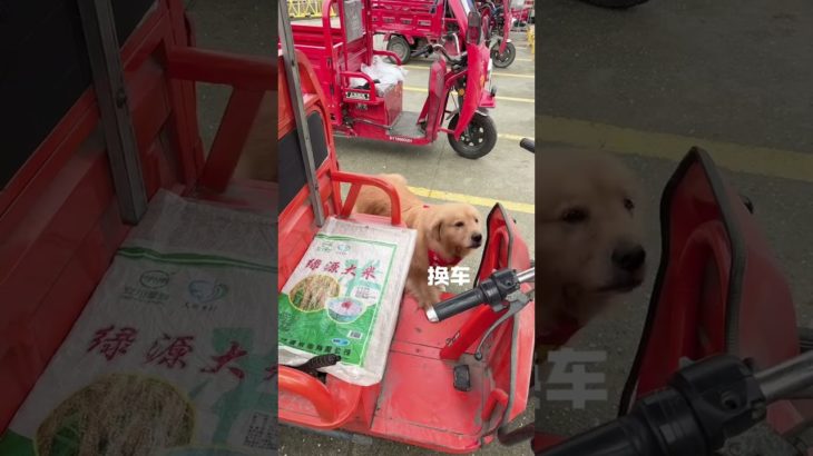 let’s put some beautiful makeup on the dog #Cute Pet Debut Plan ,How can this dog look like a human