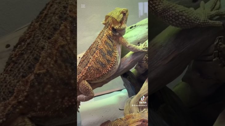 #爬虫類 #ペット #lizard #animals #petlover #reptiles #フトアゴヒゲトカゲ #フトアゴ #cute #cuteanimals