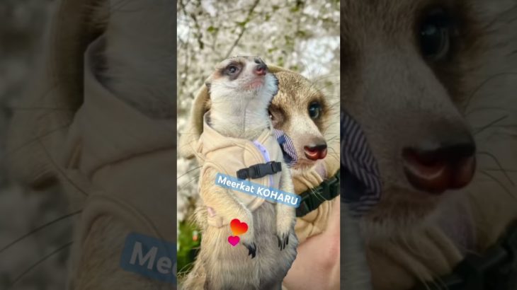 ミーアキャットこはる #meerkats #meerkat #animals #animal #ミーアキャット #pets #pet #ペット #kawaii #かわいい
