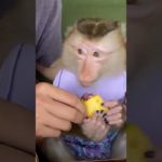 monkey foi para lanchonete 😯 #macaco #funny #animal #monkey #pet
