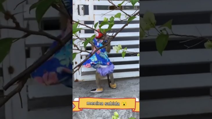 monkey sabida viu 😮 #macaco #funny #animal #monkey #pet