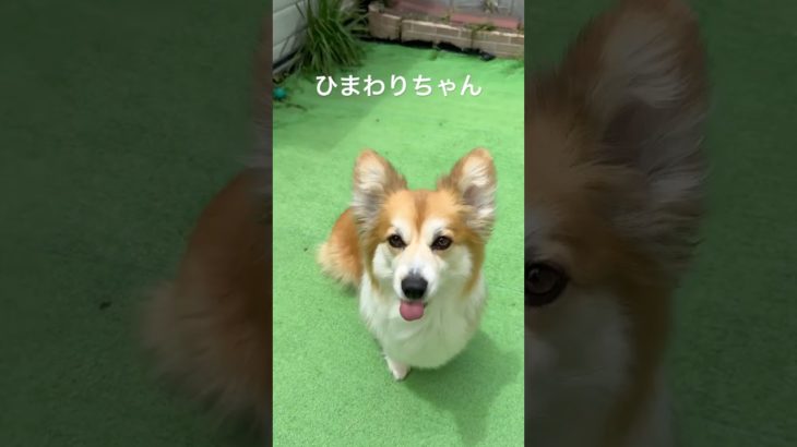 コーギーのひまわりちゃんの特技です。 #morucoペットモデル #ペットモデル #コーギー