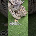 アゲハチョウの幼虫とワシミミズクらむちゃん #癒し #かわいい #owl #動物 #ペット