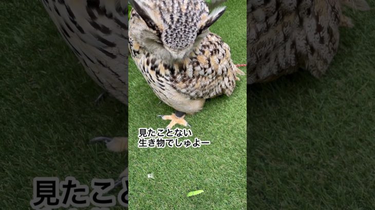 アゲハチョウの幼虫とワシミミズクらむちゃん #癒し #かわいい #owl #動物 #ペット