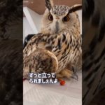 座ってくつろぐワシミミズクらむちゃん #owl #かわいい #癒し #ふくろう #動物 #ペット