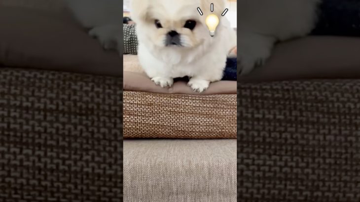 どうする？#ペキニーズ #pekingese #ペット #いぬ