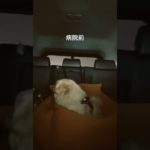 ビフォーアフター#ペキニーズ #ペット #pekingese #いぬ