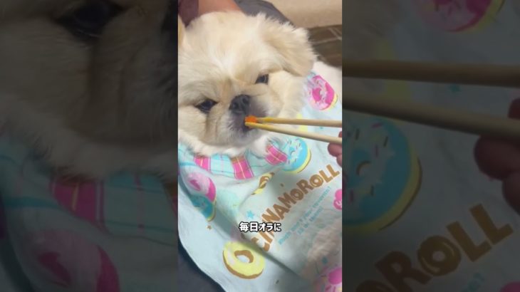 今日は母の日です💐#ペキニーズ #pekingese #ペット #いぬ