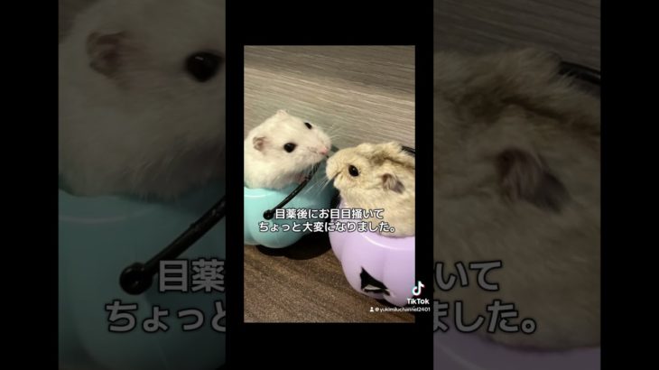 みるちゃん頑張ってる。#ハムスター #ハムスターのいる生活 #癒し #pets #ペット#かわいい #可愛い #ゆきみるチャンネル
