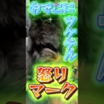 耐え忍ぶ優しい ひめさん^_^ #pets #ペットはっしよ #犬のいる生活 #癒し #pomeranian #ポメラニアン#shorts #dog