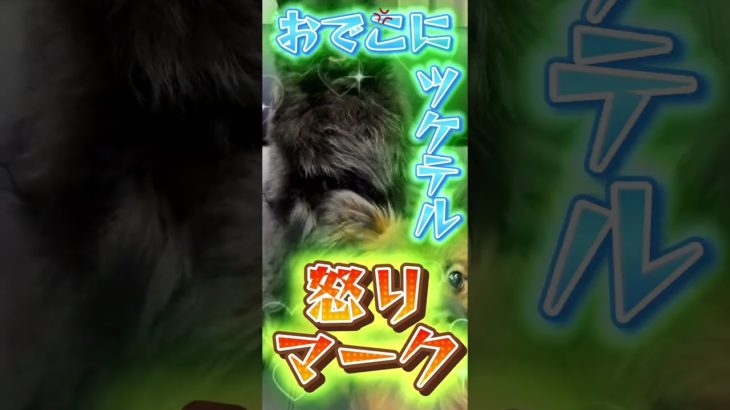 耐え忍ぶ優しい ひめさん^_^ #pets #ペットはっしよ #犬のいる生活 #癒し #pomeranian #ポメラニアン#shorts #dog