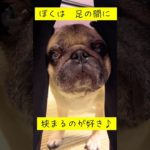#pug #パグ #ペット