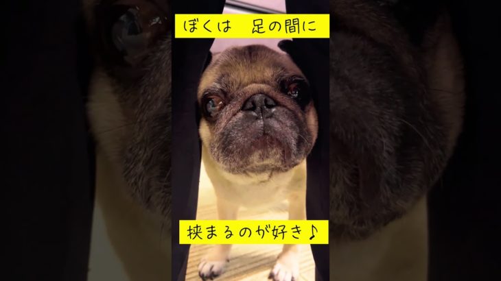 #pug #パグ #ペット