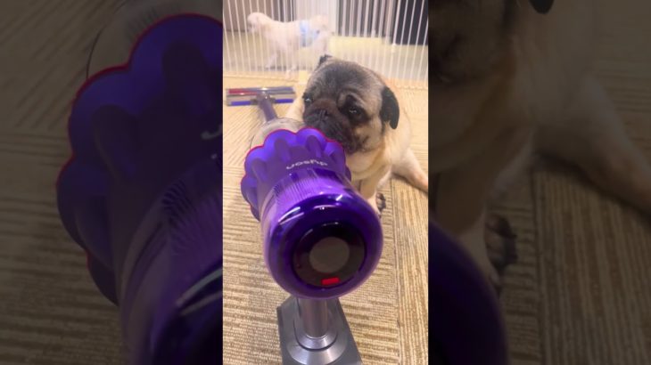 顎のベスポジを確かめる可愛いパグさん#pug #パグ #ペット