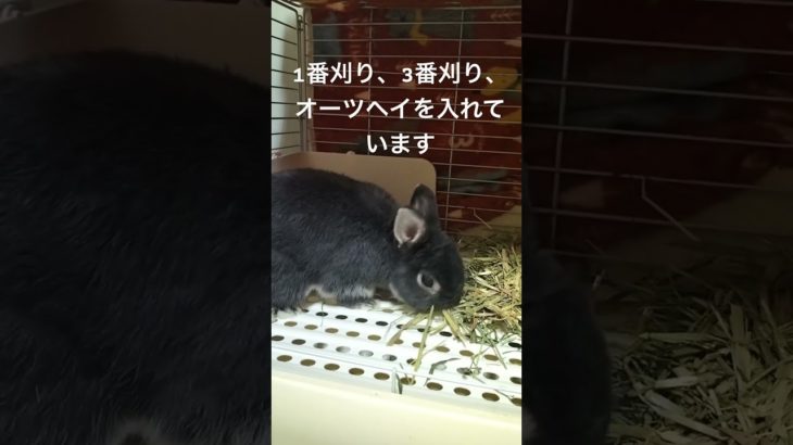 もぐもぐメルモ#うさぎ #かわいい #可愛い #癒し #チモシー #rabbit 家族#動物#ペット