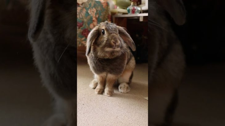 #rabbit #bunny #うさぎ #うさぎのいる暮らし #ペット