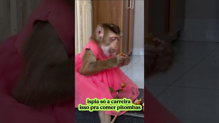 sabida essa monkey 🐒 #animal #macaco #pet #funny #monkey